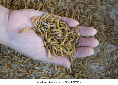 Mealworm On Asia Hand In Worm Farm