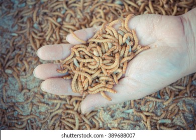 Mealworm On Asia Hand In Worm Farm For A Pet Food , Process In Vintage Style