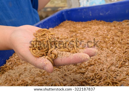 Mealworm on asia hand in worm farm