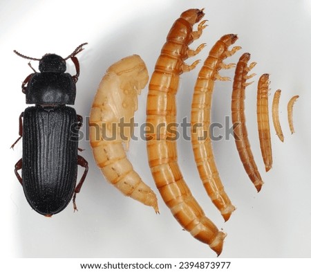 Mealworm - Tenebrio molitor. Aadult beetle, pupa and larva at different stages of growth, from small to fully grown.