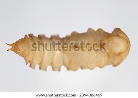 Mealworm Tenebrio molitor beetle pupa on a grey background.