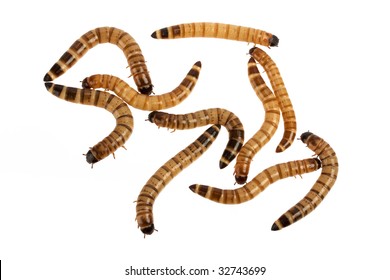 Mealworms