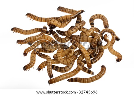 download mealworms