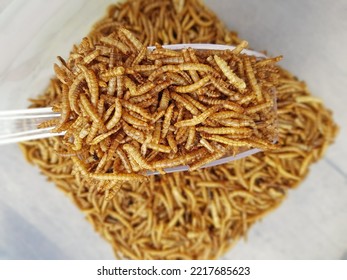 Mealworms In The Big Plastic Box