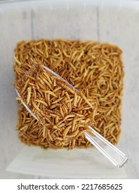 Mealworms In The Big Plastic Box