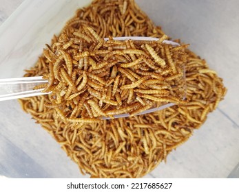 Mealworms In The Big Plastic Box