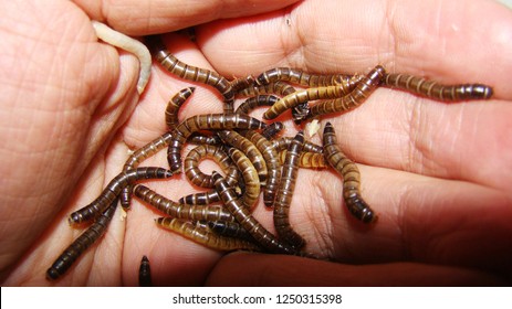 mealworms.
Exotic veterinarian holding insects, live food for bird and reptile. 
stages of a mealworm, larvae.
superworms on the hand, super worm. 
life cycle of meal worms.
veterinary medicine, vet