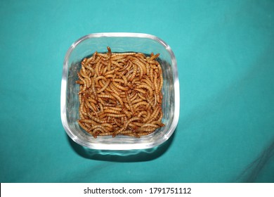 mealworms in glass dish
mealworms , mealworms on a green background ,superworm isolated| larva, larvae  Stages of the meal worm  - the life cycle of a mealworm, super worm , superworms, super worms