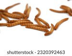 Mealworms are the larval form of the mealworm beetle. Tenebrio Molitor a species of darkling beetle. Mealworms are used for food for pets or as bait by fishermen. Mealworms are edible for humans. 