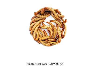 Mealworms are the larval form of the mealworm beetle. Tenebrio Molitor a species of darkling beetle. Mealworms are used for food for pets or as bait by fishermen. Mealworms are edible for humans. 