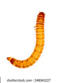 Mealworms are the larval form of the mealworm beetle, Tenebrio molitor, a species of darkling beetle.Mealworms are used for food for pets or as bait by fishermen. Mealworms are edible for humans.