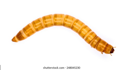 Mealworms are the larval form of the mealworm beetle, Tenebrio molitor, a species of darkling beetle.Mealworms are used for food for pets or as bait by fishermen. Mealworms are edible for humans.