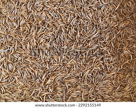 Mealworms. Mealworms are the larval form of the yellow mealworm beetle, Tenebrio molitor, a species of darkling beetle. Pet food. Top view with Selective focus
