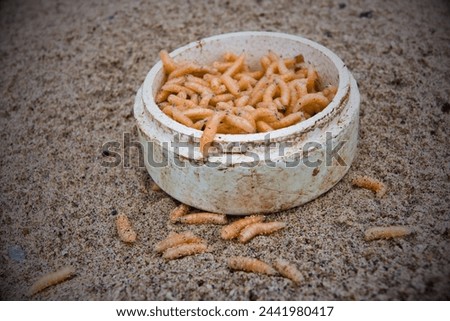 Mealworms, the larval stage of dark beetles, are edible insects rich in protein, vitamins and minerals. Roasted or roasted, they impart a crunchy texture and nutty flavor.