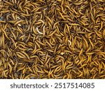 Lot of mealworms in the tray for sale, bird food