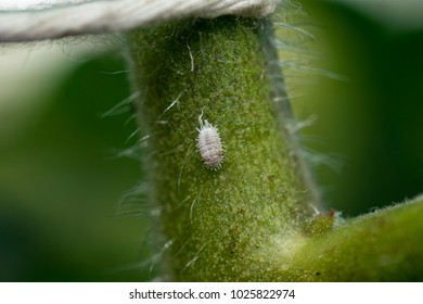 1,598 Bugs on tomato plant Images, Stock Photos & Vectors | Shutterstock