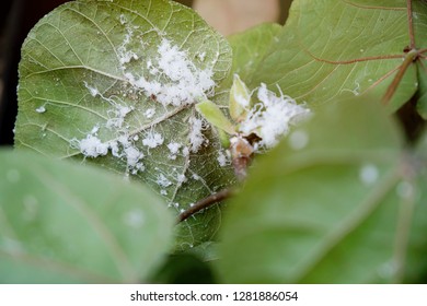 28 Mealybug Guava Images, Stock Photos & Vectors | Shutterstock