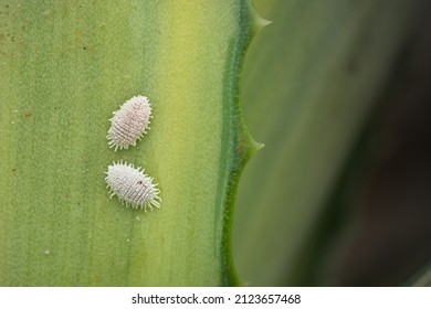  Mealy bugs on plant leaf. These bugs are important pest of many agricultural and ornamental plants which suck cell sap from plants and act as a vector for several plant diseases. - Shutterstock ID 2123657468