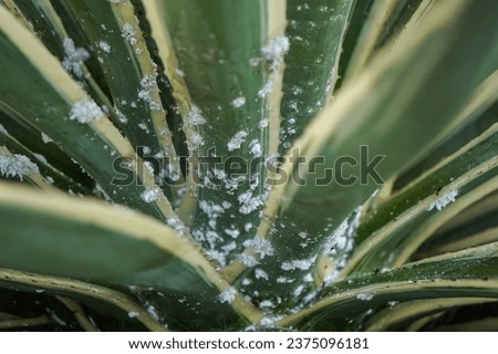 Mealy Bugs on unhealthy agave leaves due to pests or diseases are usually caused by insects, fungi, bacteria or viruses. Concept for farming, agriculture, plant cultivation, pest prevention control.