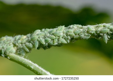 Mealy Plum Aphids On a Soft Branch (Hyalopterus pruni) - Shutterstock ID 1727235250
