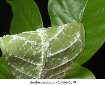 The mealybug pest has destroy the leaf causing the plant to wither. They are organized in the Pseudococcidae family. Farmer should prevent and eliminate by spraying chemicals - Shutterstock ID 1896646579