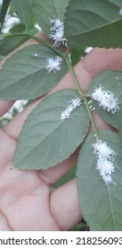 The Mealybugs Attack Rose Petals