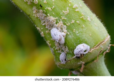 126 Papaya mealybugs Images, Stock Photos & Vectors | Shutterstock