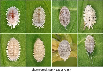 Mealybugs Scale Insects Hemiptera Pseudococcidae One Stock Photo ...