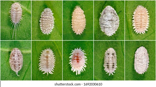 Mealybugs Scale Insects Hemiptera Pseudococcidae One Stock Photo ...