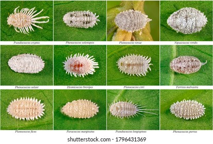 Scales and mealybugs Images, Stock Photos & Vectors | Shutterstock