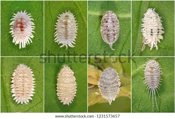 Mealybugs Scale Insects Hemiptera Pseudococcidae One Stock Photo 