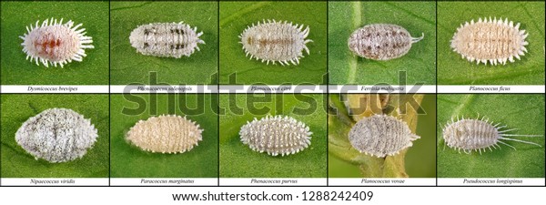 Mealybugs Scale Insects Hemiptera Pseudococcidae One Stock Photo (Edit ...