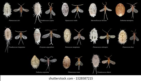 Mealybugs Species - Plant Pests Of Mediterranean Region (Scale Insects Of The Order Hemiptera). Males And Females. Isolated On A Black Background 