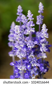 Mealycup Sage, Salvia Farinacea