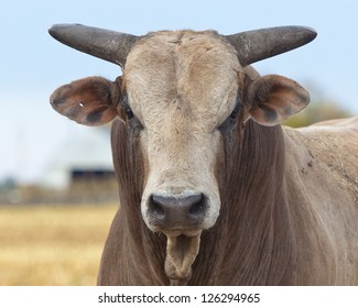 Mean Angry Bull