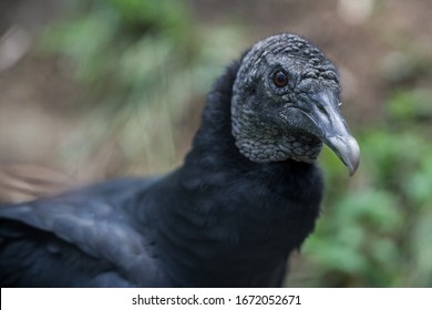 463 Mean looking bird Images, Stock Photos & Vectors | Shutterstock