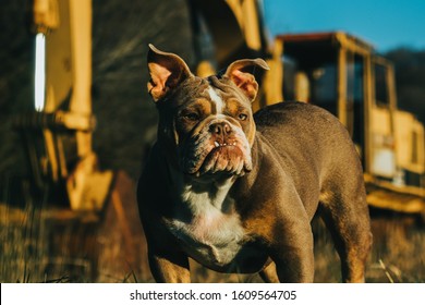 Mean Bulldog In Front Of Bulldozer.