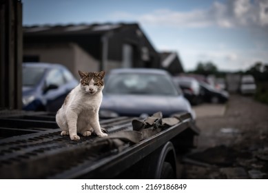 Mean Cat Guarding Recovery Truck At The Garage In The Yard