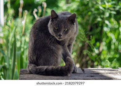 Mean Cat Looks At Someone 
