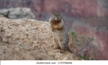 Mean Looking Rock Squirrel Standing Up On His Back Legs