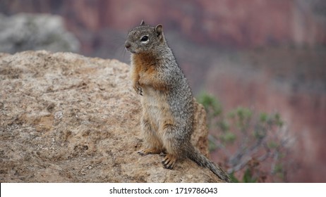 Mean Looking Rock Squirrel Standing Up On His Back Legs