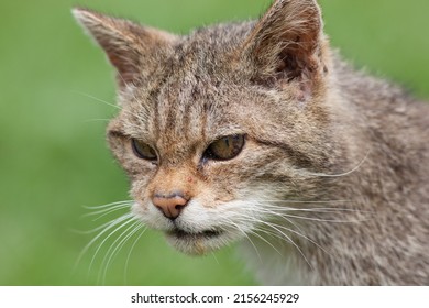 Mean Looking Scottish Wildcat (Felis silvestris silvestris) Portrait