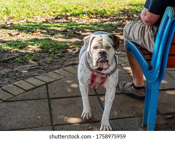 A Mean And Ugly Dog In A Park Held At Bay By Its Owner