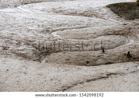 Meandering course of a tidal stream on a mud flat