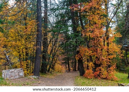 Meandering forest path with maple leaves in fall color on Mount Lemmon, Arizona 