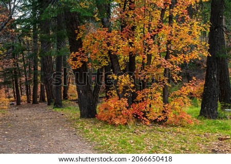 Meandering forest path with maple leaves in fall color on Mount Lemmon, Arizona 