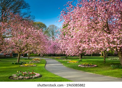 Meandering Path Through The Cherry Blossom