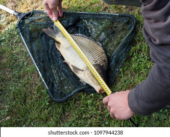 Measurement Caught Fish - Carp On Grass. Carp In The Net.