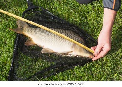 Measurement Caught Fish - Carp On Grass.