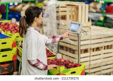 Measuring crates of apples and preparing for delivery. Side shot of a brunette with a ponytail enters values into the weighing scale. She is standing indoors of a warehouse with crates and pallets